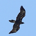 Wedge-tailed Eagle over Centenary Lakes<br />Canon EOS 7D + EF300 F2.8L III +EF1.4xII Wedge-tailed Eagle over Centenary Lakes<br />Canon EOS 7D + EF300 F2.8L III +EF1.4xII